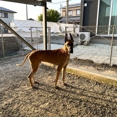 大型犬及び小型犬のお世話の画像