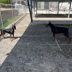 大型犬及び小型犬のお世話の画像