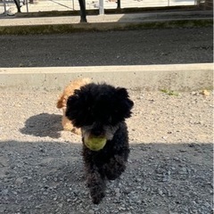 大型犬及び小型犬のお世話