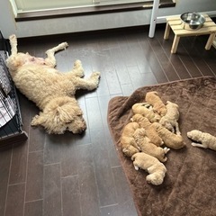 大型犬及び小型犬のお世話の画像