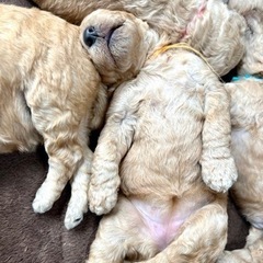 大型犬及び小型犬のお世話の画像