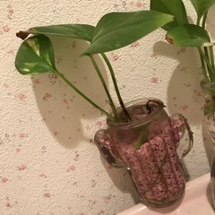 生活雑貨 家庭用品 ガーデニング　ポトス
