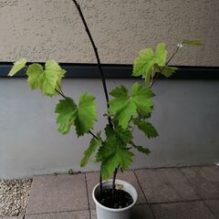 ぶどうの木
