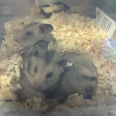 ハムスター