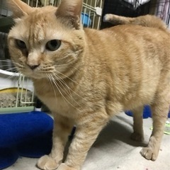茶トラのメス猫
