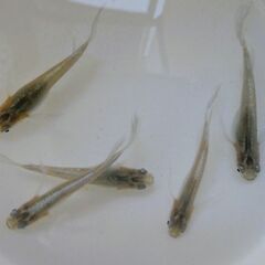 No.15【幹之×アルビノメダカの成魚 5匹 1000円】