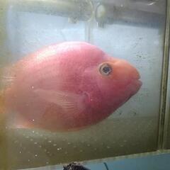 熱帯魚