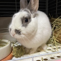 うさぎ好きな方お話ししませんか？