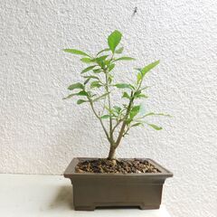 盆栽ムラサキシキブ