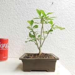 盆栽ムラサキシキブの画像