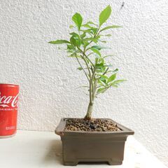 盆栽ムラサキシキブの画像