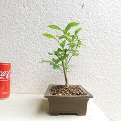 盆栽ムラサキシキブの画像