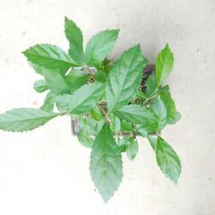 盆栽ムラサキシキブの画像