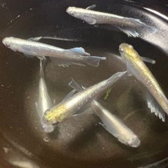 予定数終了しました 【メダカ】マリアージュキッシングワイドフィンエメラルドタイプ（エメキン）若魚⑤  の画像