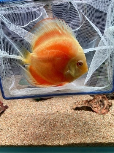 ディスカス　アルビノゴールデン３匹