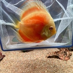 ディスカス アルビノゴールデン3匹