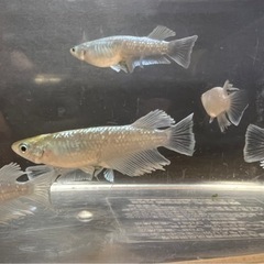 予定数終了しました 【メダカ】マリアージュキッシングワイドフィンエメラルドタイプ（エメキン）若魚⑤  の画像