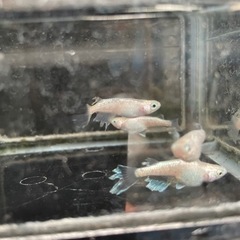 めだか　シャンパン卑弥呼5匹の画像
