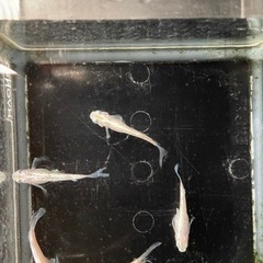 めだか　シャンパン卑弥呼5匹の画像