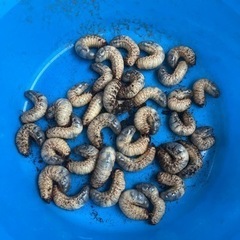 カブトムシ の幼虫