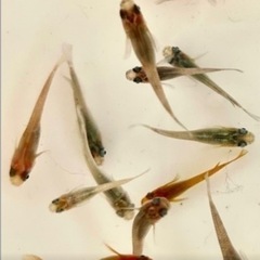 ミックス　めだか　メダカ　10匹の画像