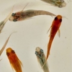 ミックス　めだか　メダカ　10匹の画像