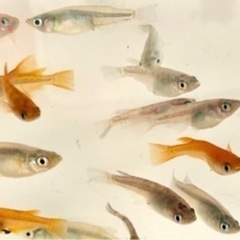 ミックス　めだか　メダカ　10匹の画像