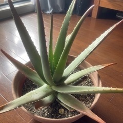 アロエベラ