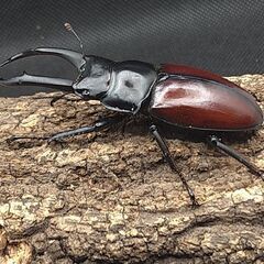 ドンキエル・ドンキエル　ドンキエルコクワガタ　赤ドン　赤ドンキ　...