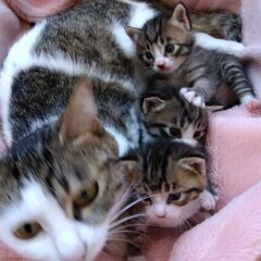 お母さん猫と一緒に　里親さん募集しています🐈
