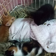 茶トラくん　里親さん決まりました
