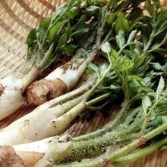 朝採れたてのウド
