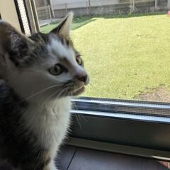 生後２ヶ月くらいのかわいいオスです