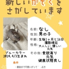 デグー男の子ベビー里親募集