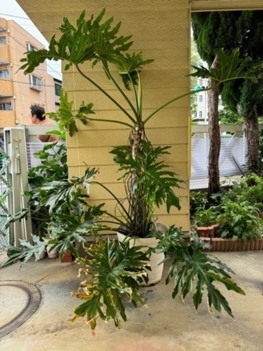 フィロデンドロン　セローム　17号　根上り　観葉植物