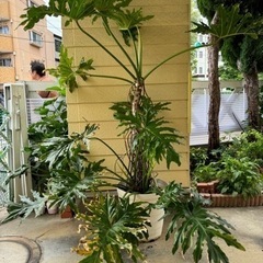 フィロデンドロン　セローム　17号　根上り　観葉植物の画像