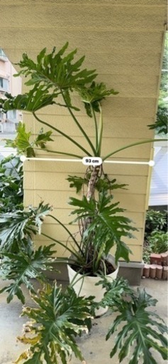 フィロデンドロン　セローム　17号　根上り　観葉植物