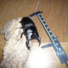 オオクワガタ奈良輪川西ペアの画像