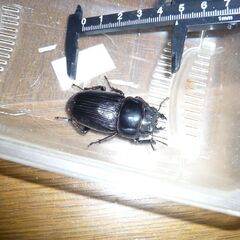 オオクワガタ奈良輪川西ペアの画像