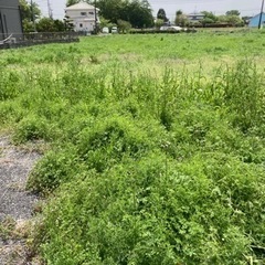 雑草、草刈りやります！