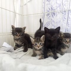 子猫の里親募集です