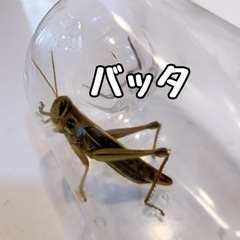 バッタ　夜12時まで受取OK👌