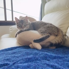【性格良し！】人懐っこくて温和なイケメンにゃんこ🐈 - 杵築市