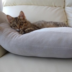 【性格良し！】人懐っこくて温和なイケメンにゃんこ🐈 − 大分県