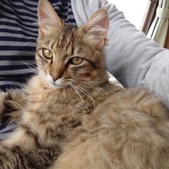 【性格良し！】人懐っこくて温和なイケメンにゃんこ🐈 - 里親募集