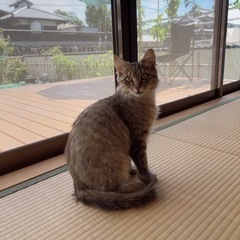 【性格良し！】人懐っこくて温和なイケメンにゃんこ🐈 - 猫