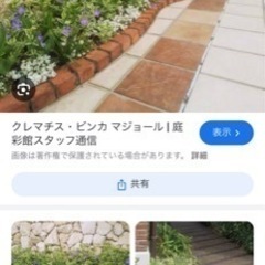 ビンカ・マジョール(ツル日々草) 30株以上　家庭用品 ガーデニングの画像