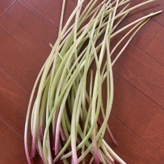 生活雑貨 家庭用品 ガーデニング