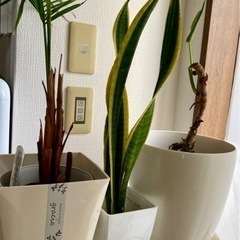 植木3個セット(植木鉢付き)