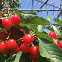 【参加者募集】6月23日出発　さくらんぼ狩り🍒　日帰りツアー